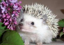 Pet Hedgehog Toys